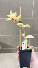 Load image into Gallery viewer, Hoya carnosa Krimson Queen (A)