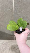 Load image into Gallery viewer, Hoya kerri Reverse Variegata (B)