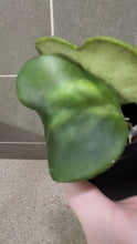 Load image into Gallery viewer, Hoya kerri Reverse Variegata (B)