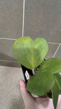 Load image into Gallery viewer, Hoya kerri Reverse Variegata (B)