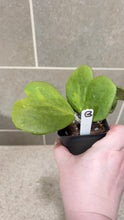 Load image into Gallery viewer, Hoya kerri Reverse Variegata (B)