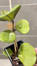 Load image into Gallery viewer, Hoya obovata Variegata (G)