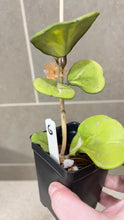 Load image into Gallery viewer, Hoya obovata Variegata (G)