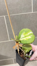 Load image into Gallery viewer, Hoya obovata Variegata (G)