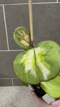 Load image into Gallery viewer, Hoya obovata Variegata (G)