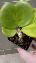 Load image into Gallery viewer, Hoya kerri Reverse Variegata (M)
