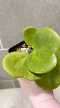 Load image into Gallery viewer, Hoya kerri Reverse Variegata (M)