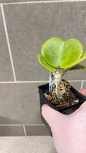 Load image into Gallery viewer, Hoya kerri Reverse Variegata (M)