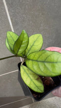 Load image into Gallery viewer, Hoya crassipetiolata Splash (Q)
