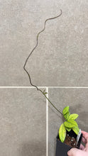 Load image into Gallery viewer, Hoya crassipetiolata Splash (Q)