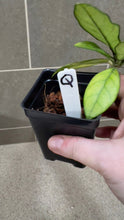 Load image into Gallery viewer, Hoya crassipetiolata Splash (Q)