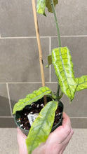 Load image into Gallery viewer, Hoya globulosa C