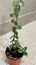 Load image into Gallery viewer, Hoya nummularioides (A) (String of Nickels)