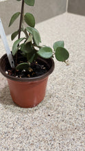 Load image into Gallery viewer, Hoya nummularioides (A) (String of Nickels)