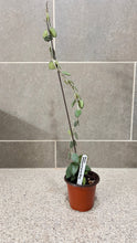 Load image into Gallery viewer, Hoya nummularioides (A) (String of Nickels)