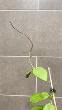 Load image into Gallery viewer, Hoya verticillata (formerly wibergiae) (C)