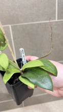 Load image into Gallery viewer, Hoya verticillata (formerly wibergiae) (C)