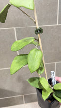 Load image into Gallery viewer, Hoya verticillata (formerly wibergiae) (C)