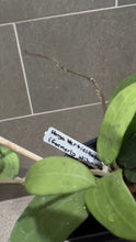 Load image into Gallery viewer, Hoya verticillata (formerly wibergiae) (C)