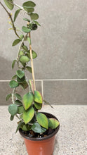 Load image into Gallery viewer, Hoya nummularioides (B) (String of Nickels)