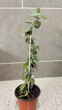 Load image into Gallery viewer, Hoya nummularioides (B) (String of Nickels)