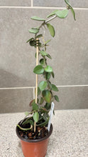Load image into Gallery viewer, Hoya nummularioides (B) (String of Nickels)