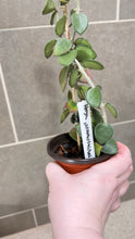 Load image into Gallery viewer, Hoya nummularioides (B) (String of Nickels)