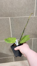 Load image into Gallery viewer, Hoya kerri Reverse Variegata (T)