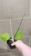Load image into Gallery viewer, Hoya kerri Reverse Variegata (T)
