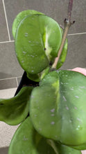 Load image into Gallery viewer, Hoya obovata Variegata (W)