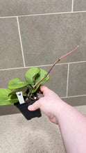 Load image into Gallery viewer, Hoya obovata Variegata (W)
