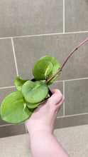 Load image into Gallery viewer, Hoya obovata Variegata (W)