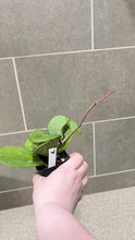 Load image into Gallery viewer, Hoya obovata Variegata (W)