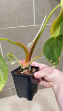 Load image into Gallery viewer, Philodendron pastazanum