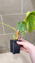 Load image into Gallery viewer, Philodendron pastazanum