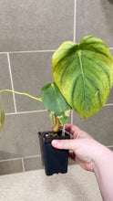 Load image into Gallery viewer, Philodendron pastazanum