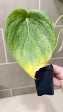 Load image into Gallery viewer, Philodendron pastazanum