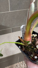 Load image into Gallery viewer, Philodendron pastazanum