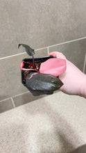 Load image into Gallery viewer, Philodendron Pink Princess (C)
