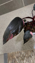 Load image into Gallery viewer, Philodendron Pink Princess (E)
