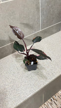 Load image into Gallery viewer, Philodendron Pink Princess (E)