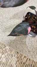Load image into Gallery viewer, Philodendron Pink Princess (E)