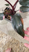 Load image into Gallery viewer, Philodendron Pink Princess (E)