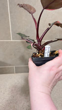Load image into Gallery viewer, Philodendron Pink Princess (E)