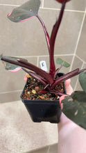 Load image into Gallery viewer, Philodendron Pink Princess (E)