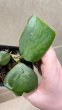 Load image into Gallery viewer, Hoya kerri Reverse Variegata (G)