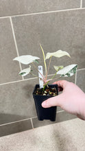 Load image into Gallery viewer, Syngonium albo variegata Marble (H)
