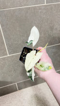Load image into Gallery viewer, Syngonium albo variegata Marble (H)