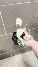 Load image into Gallery viewer, Syngonium albo variegata Marble (H)