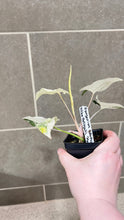 Load image into Gallery viewer, Syngonium albo variegata Marble (H)